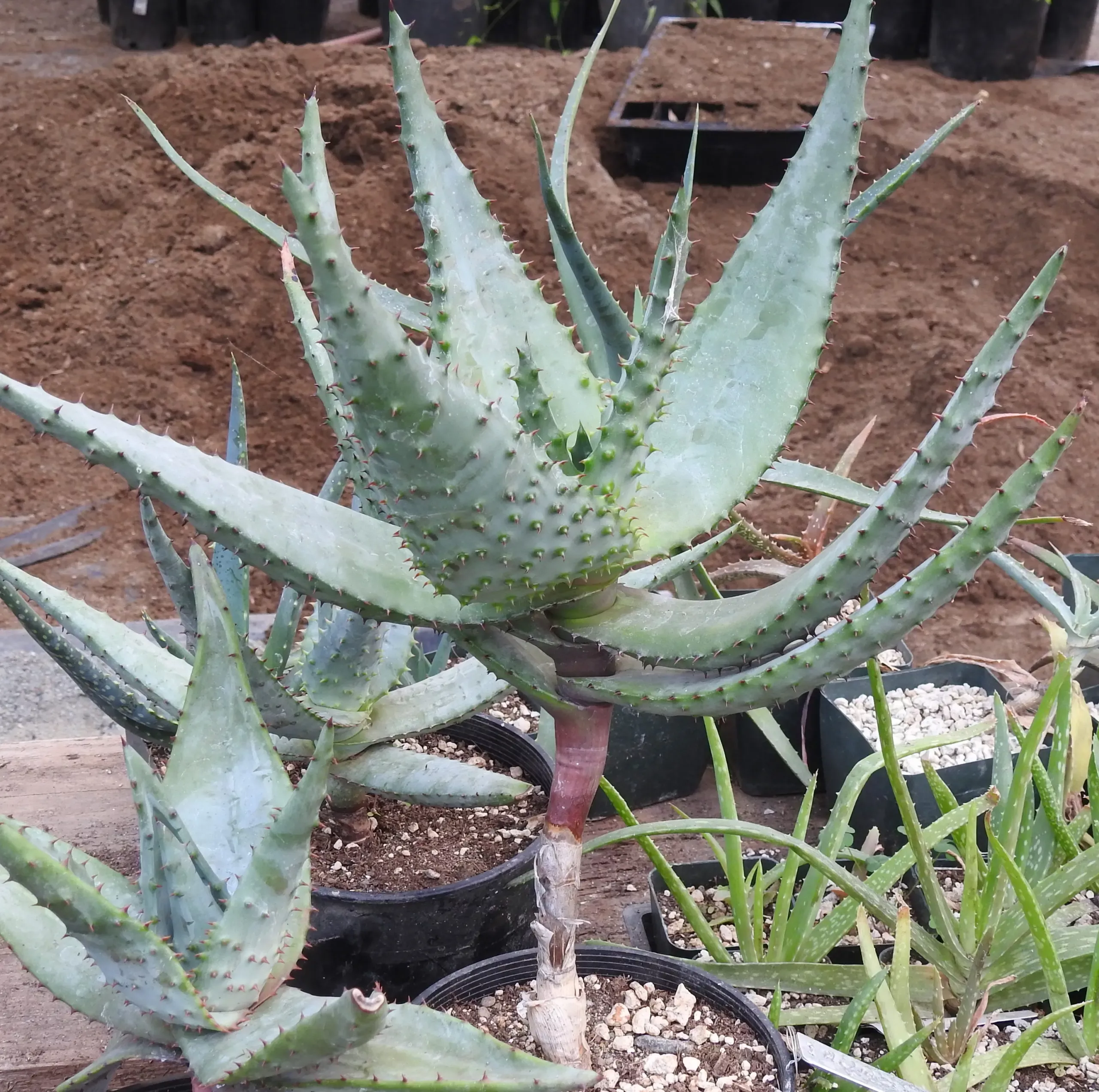 Aloe marlothii (Mountain Aloe) plant, quart size, organic