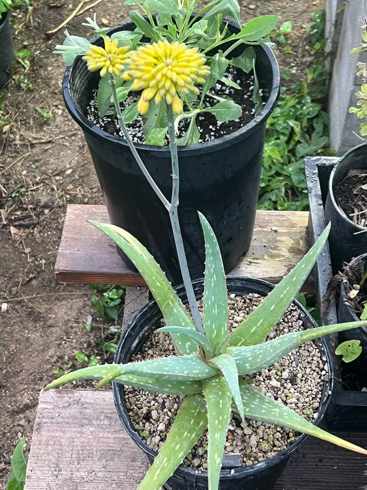 Aloe sinkatana plant, gallon size, organic