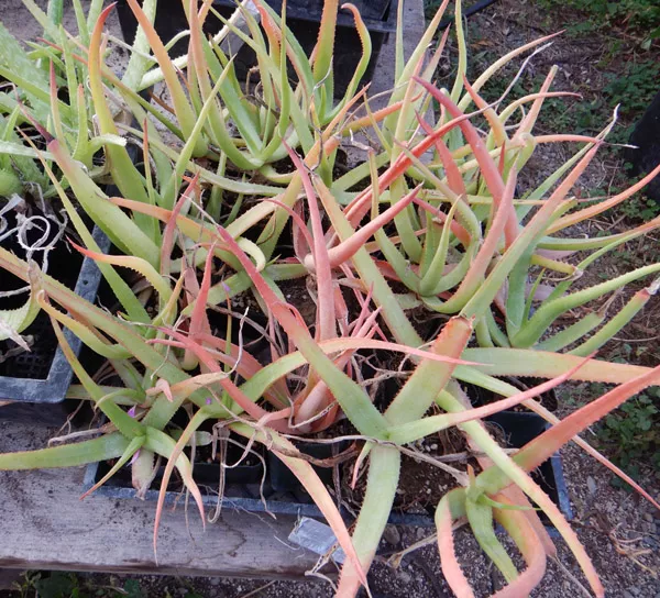 Aloe spicata (Bottle Brush Aloe), plant, organic