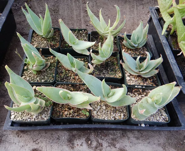 Aloe striata (Coral Aloe) plant, organic