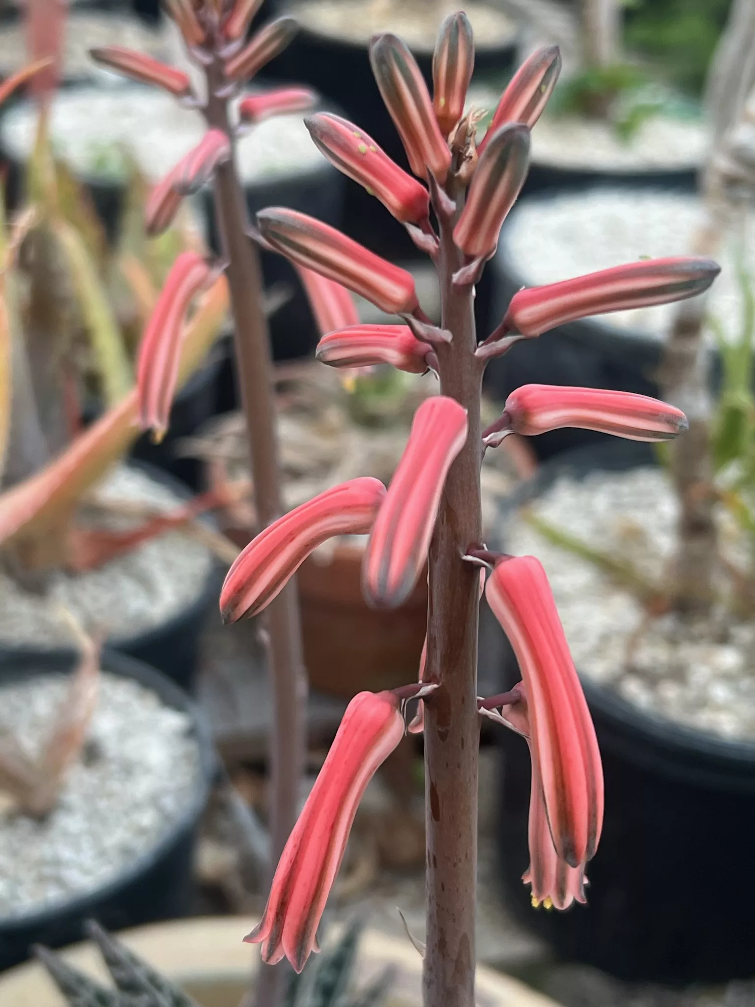 Aloe variegata (Tiger Aloe), packet of 20 seeds