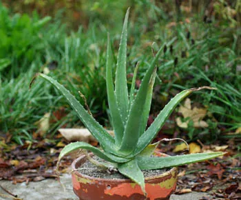 Aloe vera plant, yellow flowered, quart size, organic