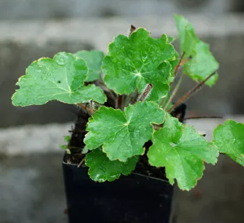 Alum Root (Heuchera richardsonii), packet of 100 seeds