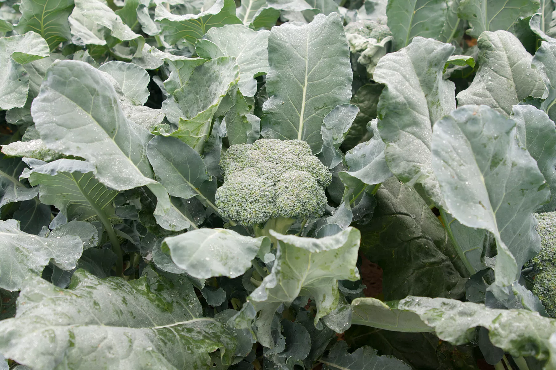 Amadeus (F1) Broccoli Seed
