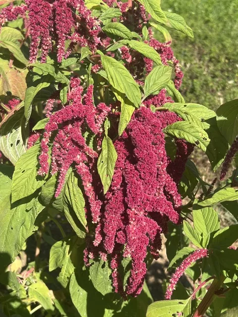 Amaranth, Love Lies Bleeding (Amaranthus caudatus) seeds, Organic
