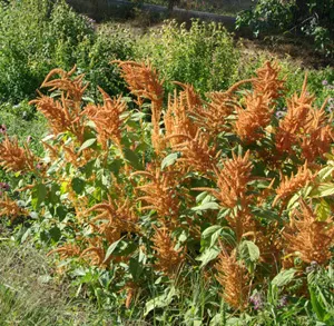 Amaranth, Orange (Amaranthus hypochondriacus) seeds, organic