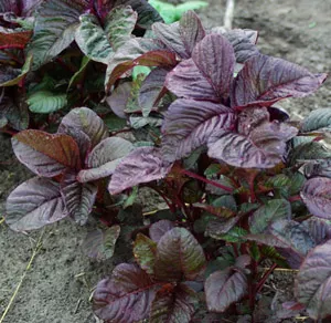 Amaranth, Red Spinach (Amaranthus tricolor), packet of 100 seeds, organic