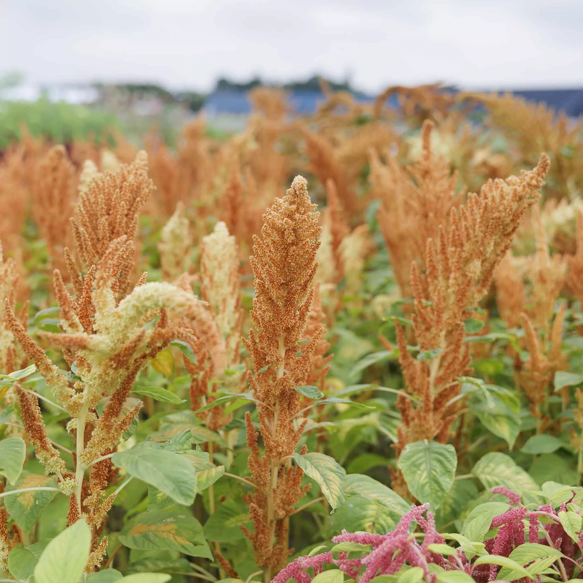 Amaranthus Seeds - Autumn's Touch
