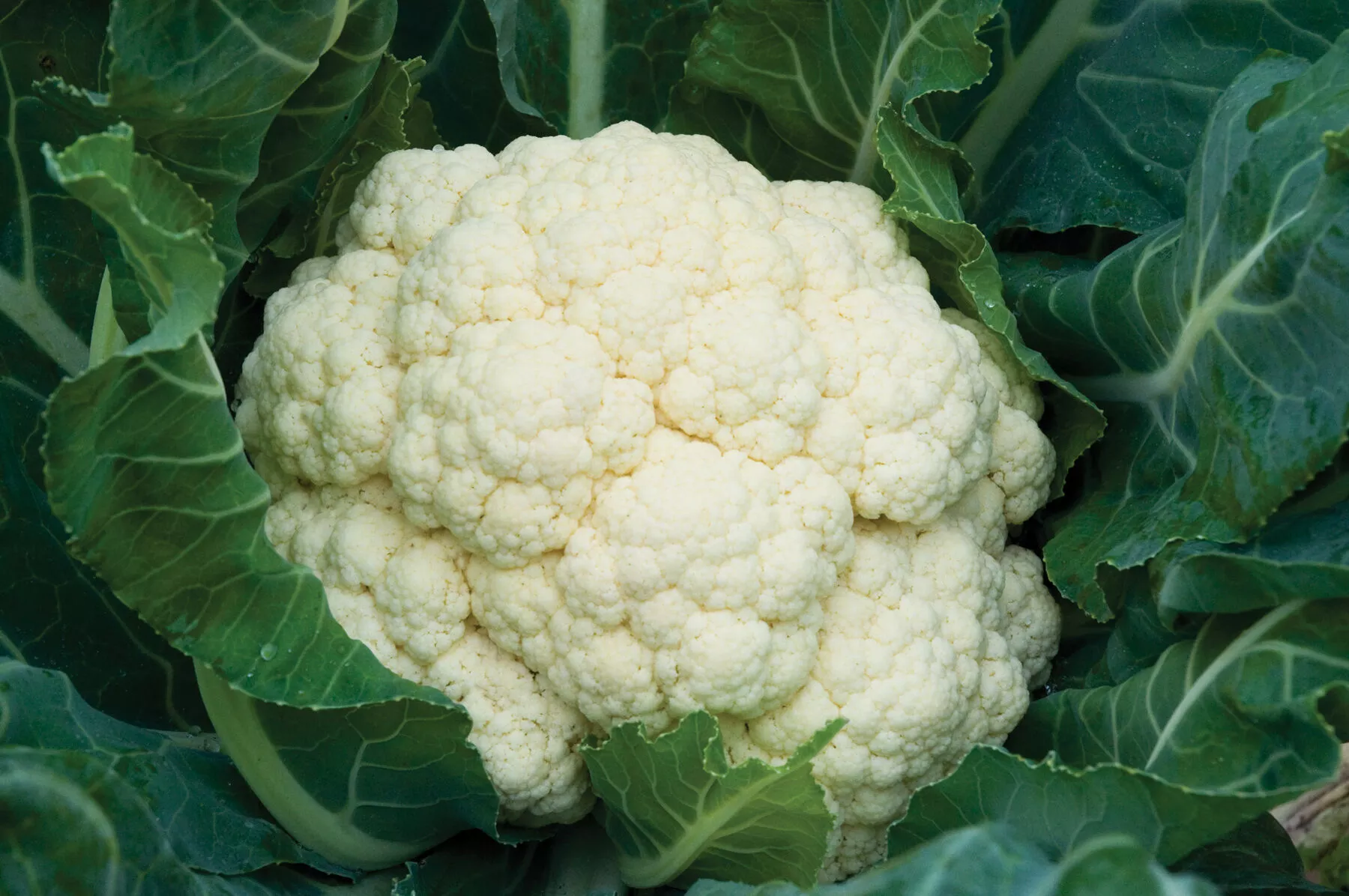 amazing-cauliflower-seed Amazing Cauliflower Seed