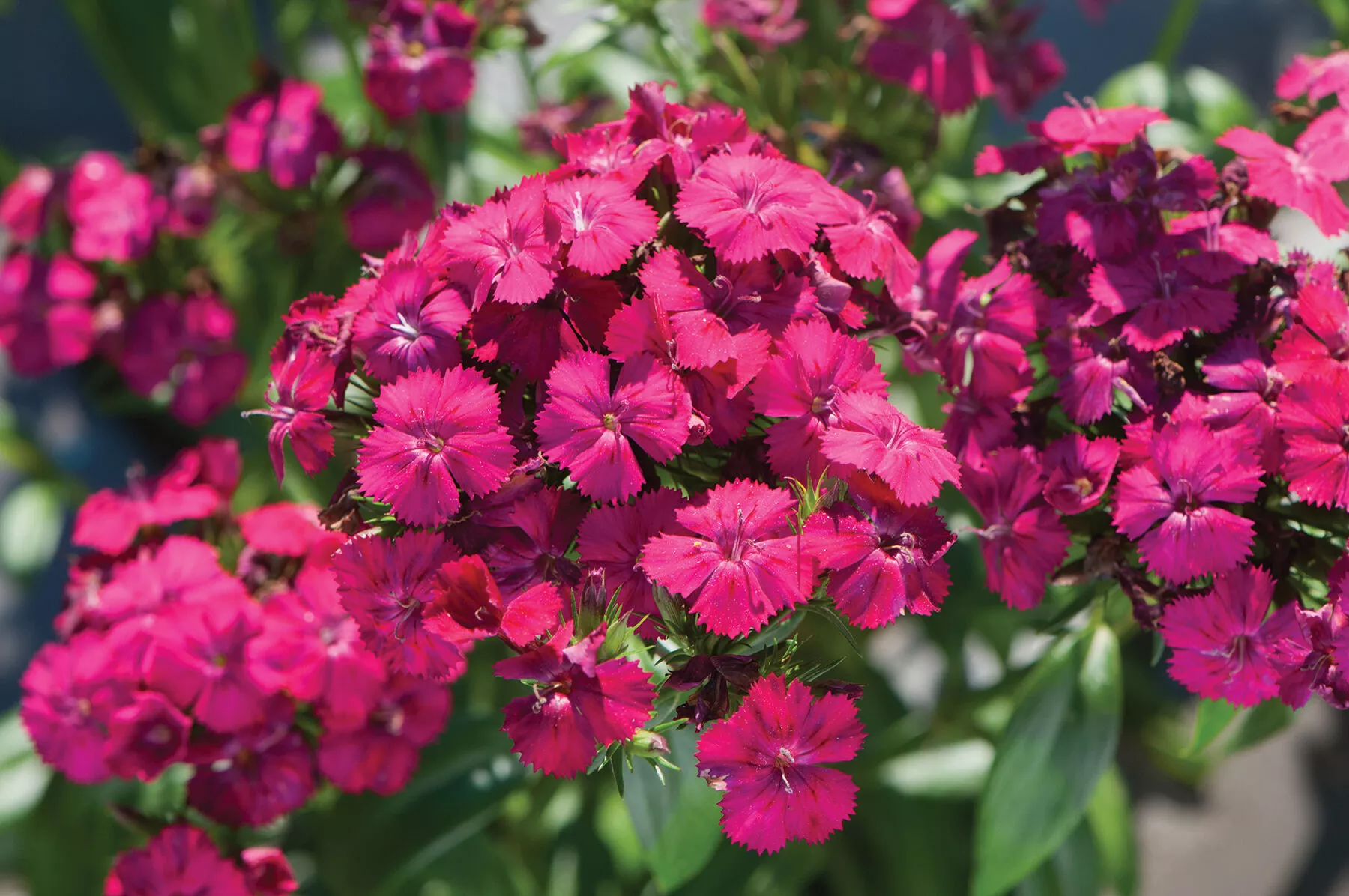 Amazon™ Neon Cherry Pelleted (F1) Dianthus Seed