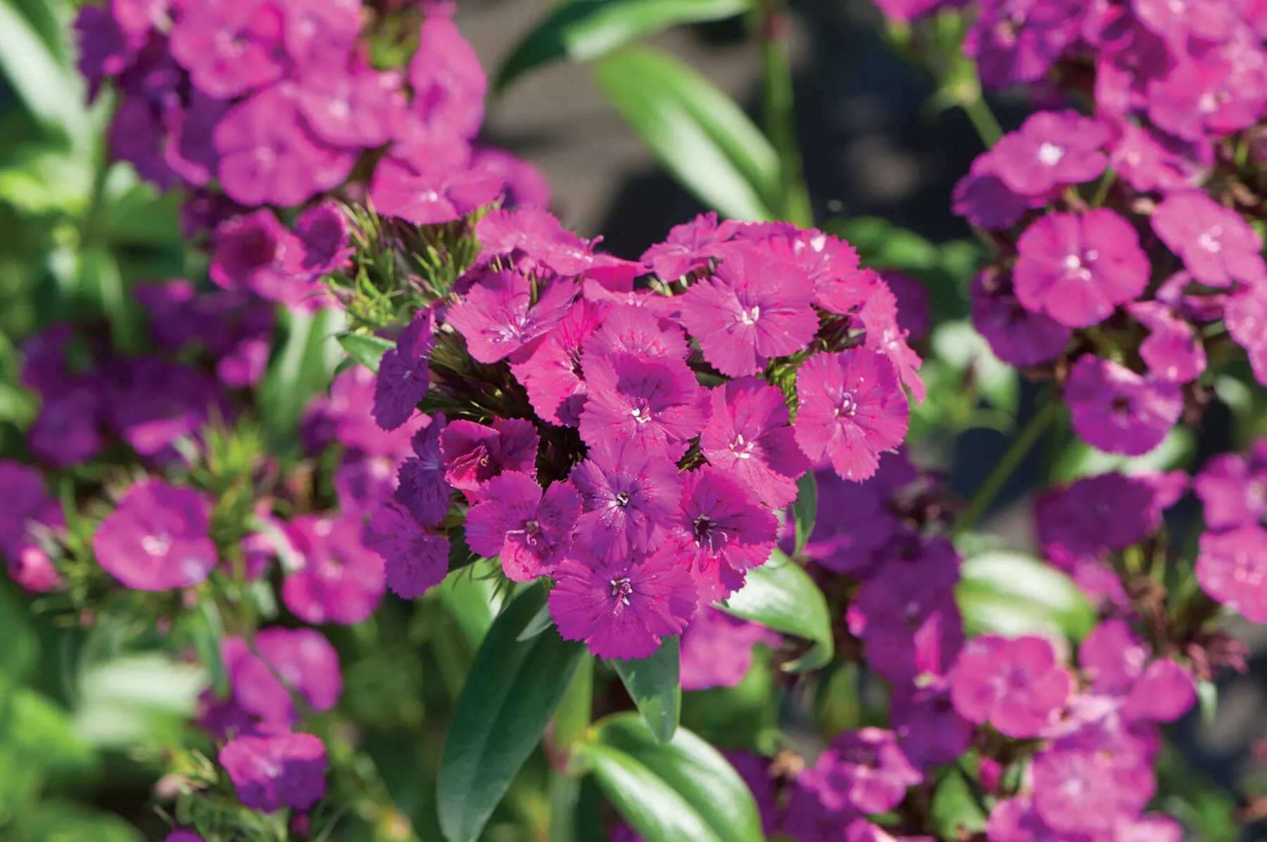 Amazon™ Neon Purple Pelleted (F1) Dianthus Seed