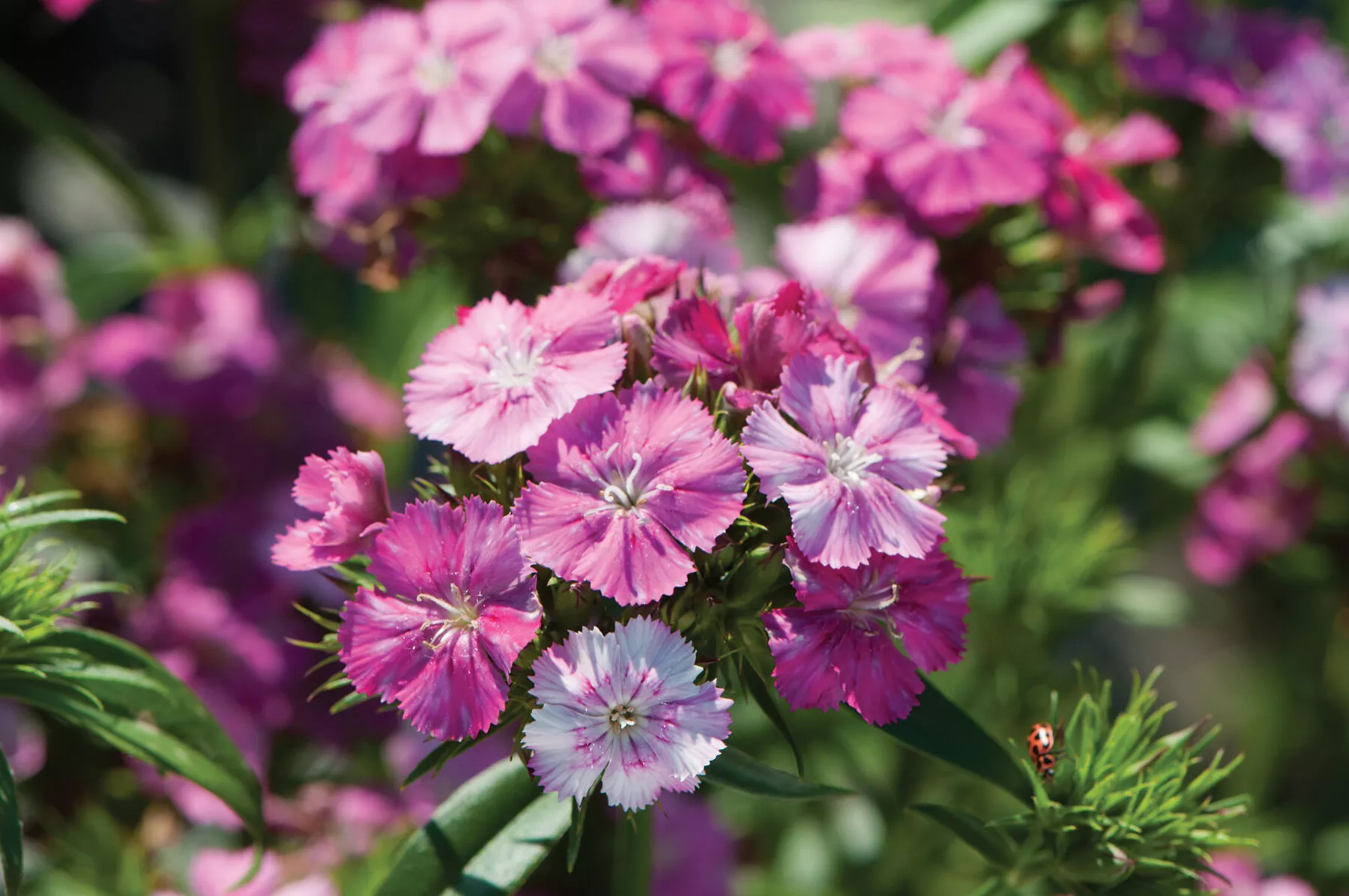 Amazon™ Rose Magic (F1) Dianthus Seed