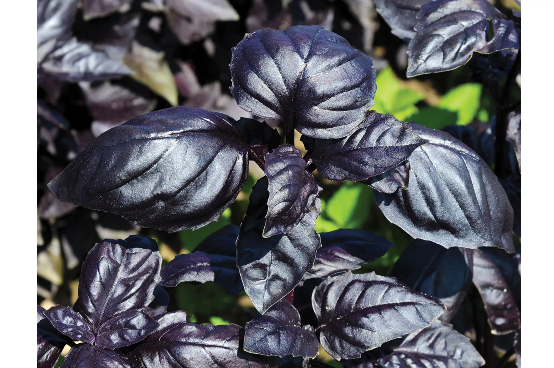 Amethyst Improved Basil Seed