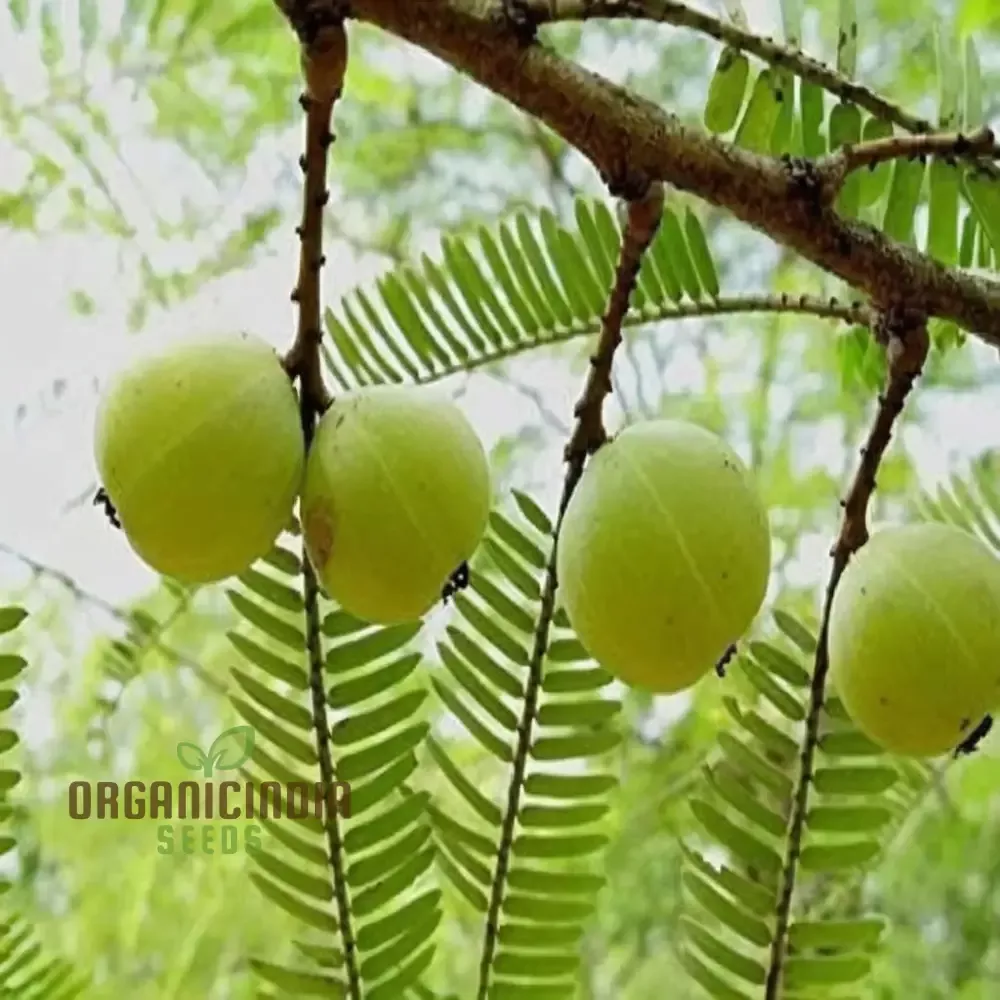 amla-fruit-seeds-comprehensive-planting-gardening-guide-growing-nutrient-rich-fr Amla Fruit Seeds, Comprehensive Planting and Gardening Guide for Growing Nutrient-Rich Fruits in Your Garden
