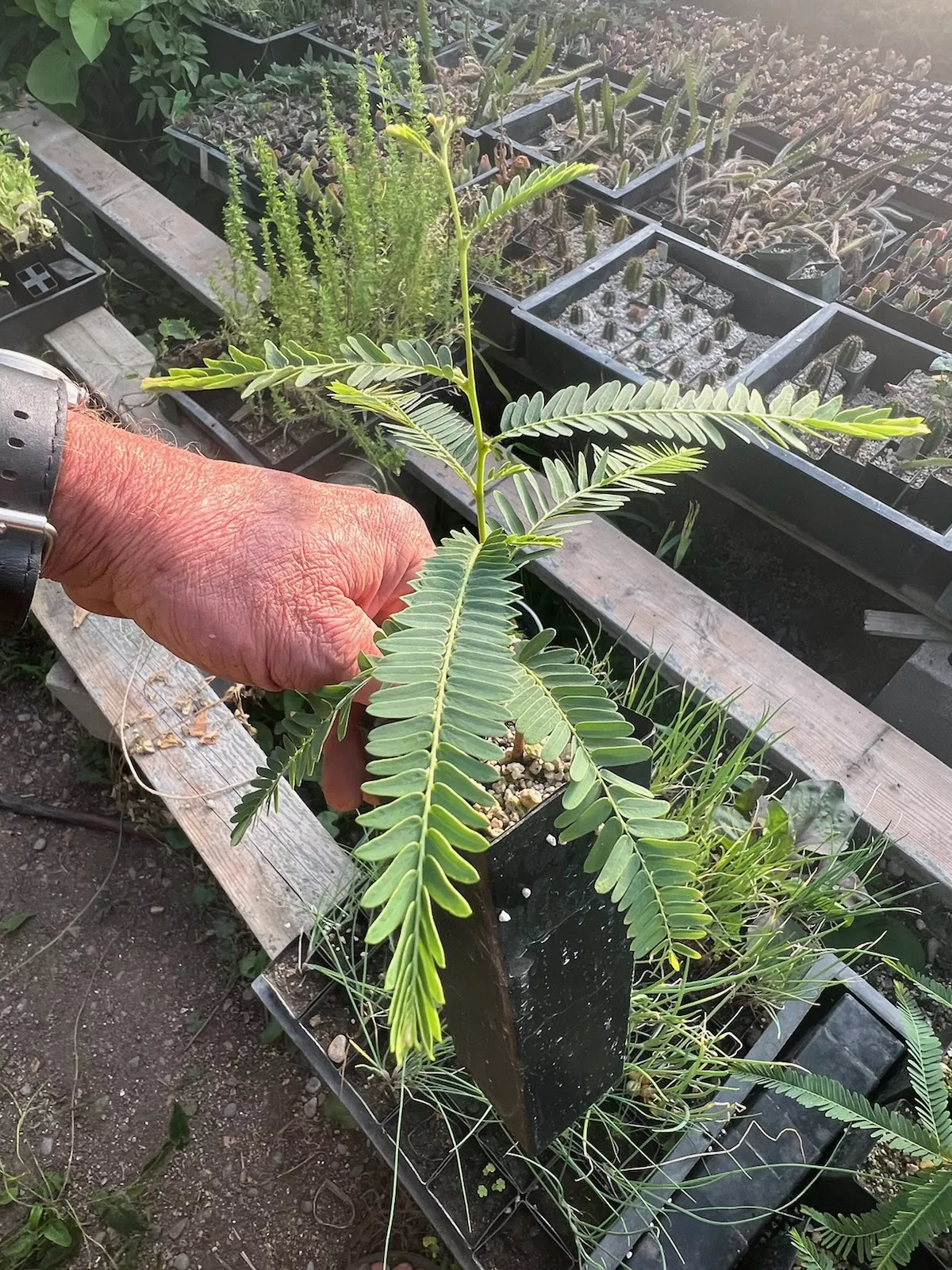 Amla Tree (Emblica officinalis) Tree in a 9-inch pot, Organic