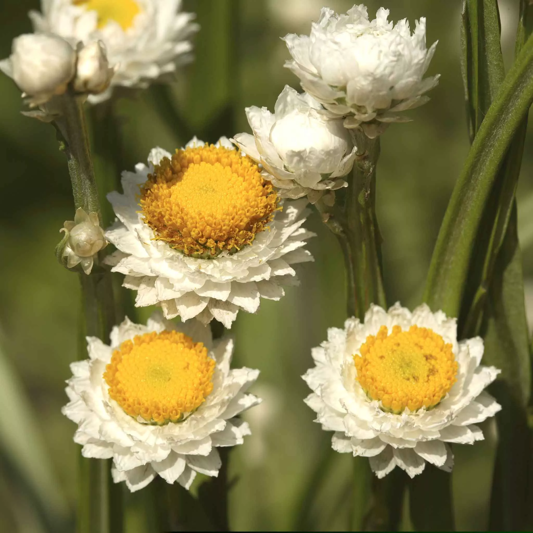 Ammobium Seeds - Winged Everlasting