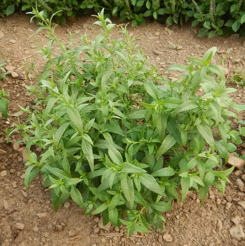 Andrographis (Andrographis paniculata) seeds, organic