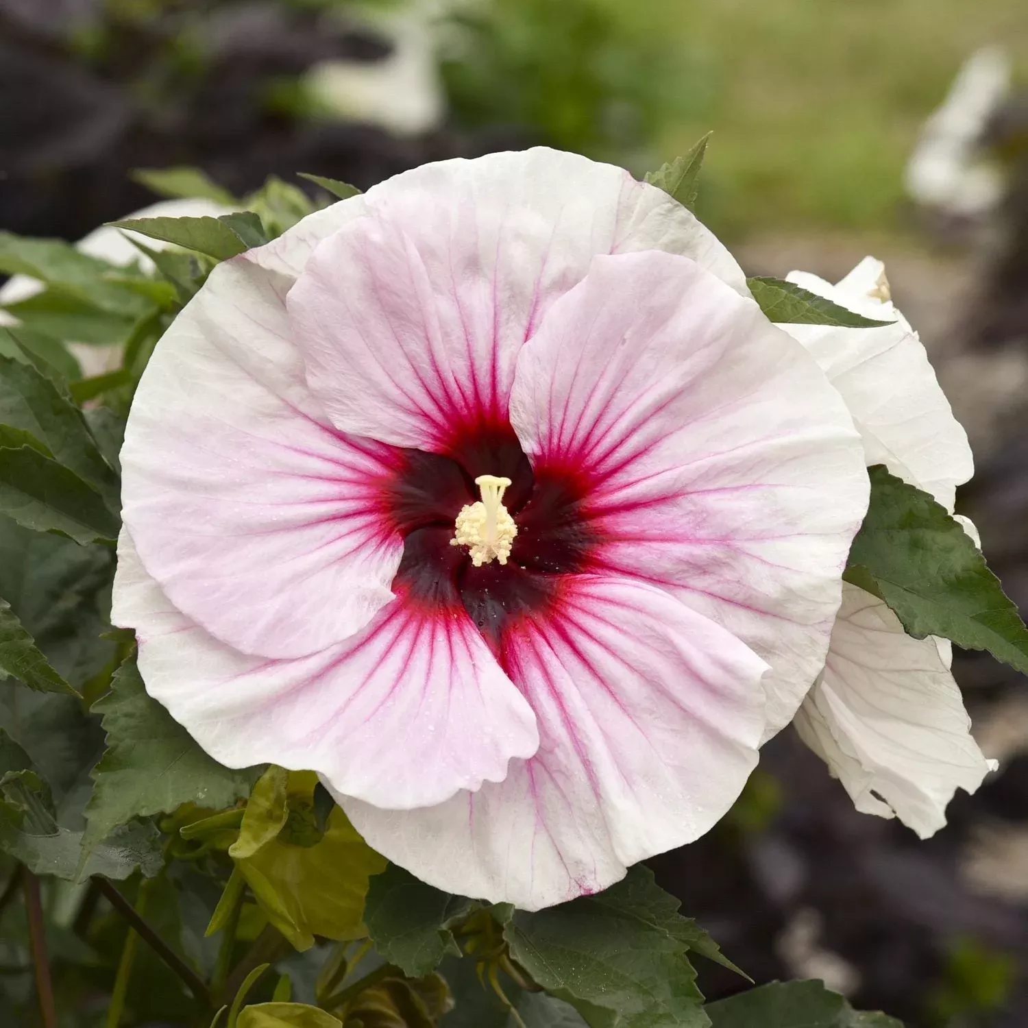 angel-eyes-rose-mallow-hibiscus 'Angel Eyes' Rose Mallow (Hibiscus)