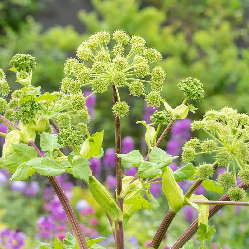 angelica-seeds-holy-ghost Angelica Seeds - Holy Ghost