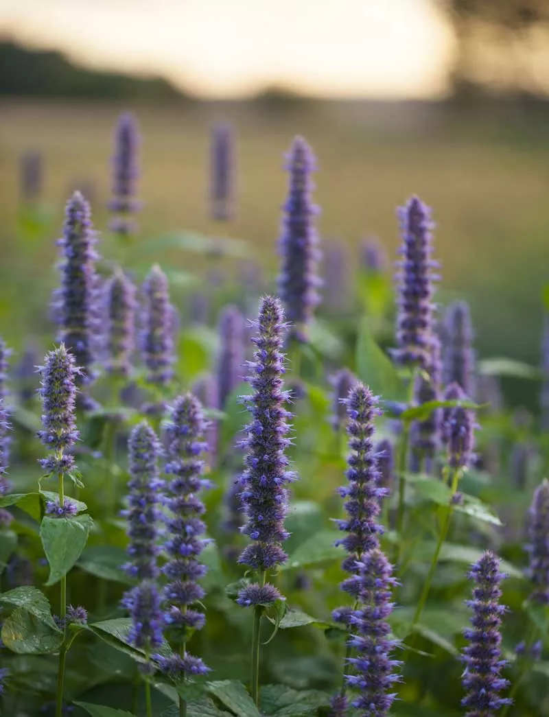 Anise Hyssop (Licorice Mint) (Agastache foeniculum), packet of 50 seeds, Organic