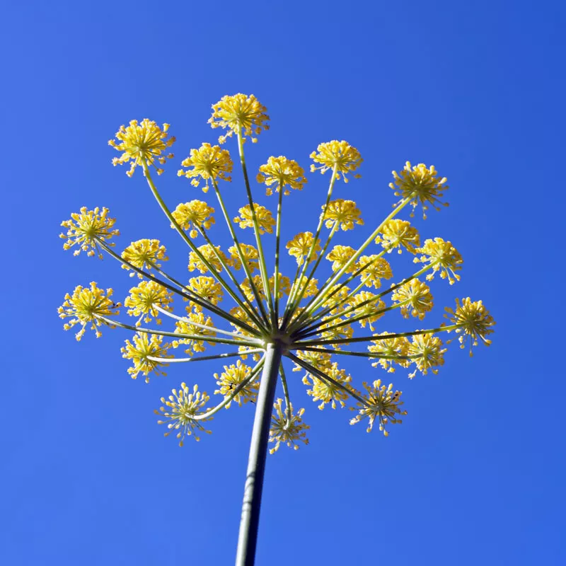 Anise, Official (Pimpinella anisum) seeds, organic