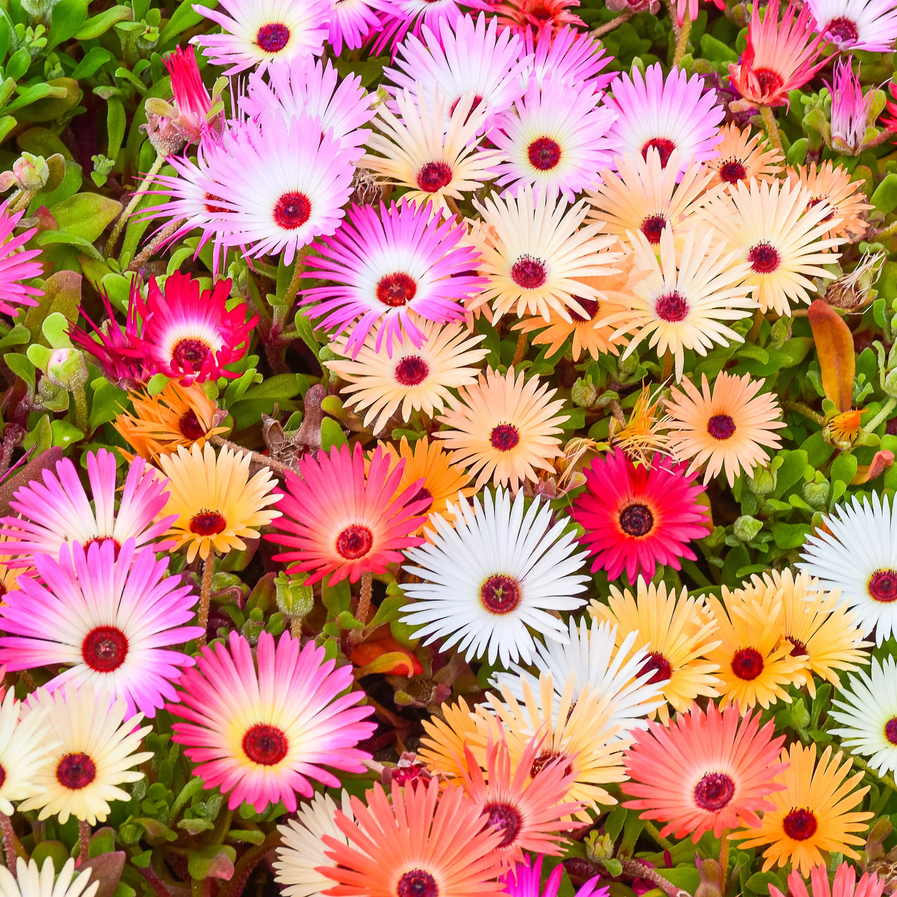 Annual Iceplant