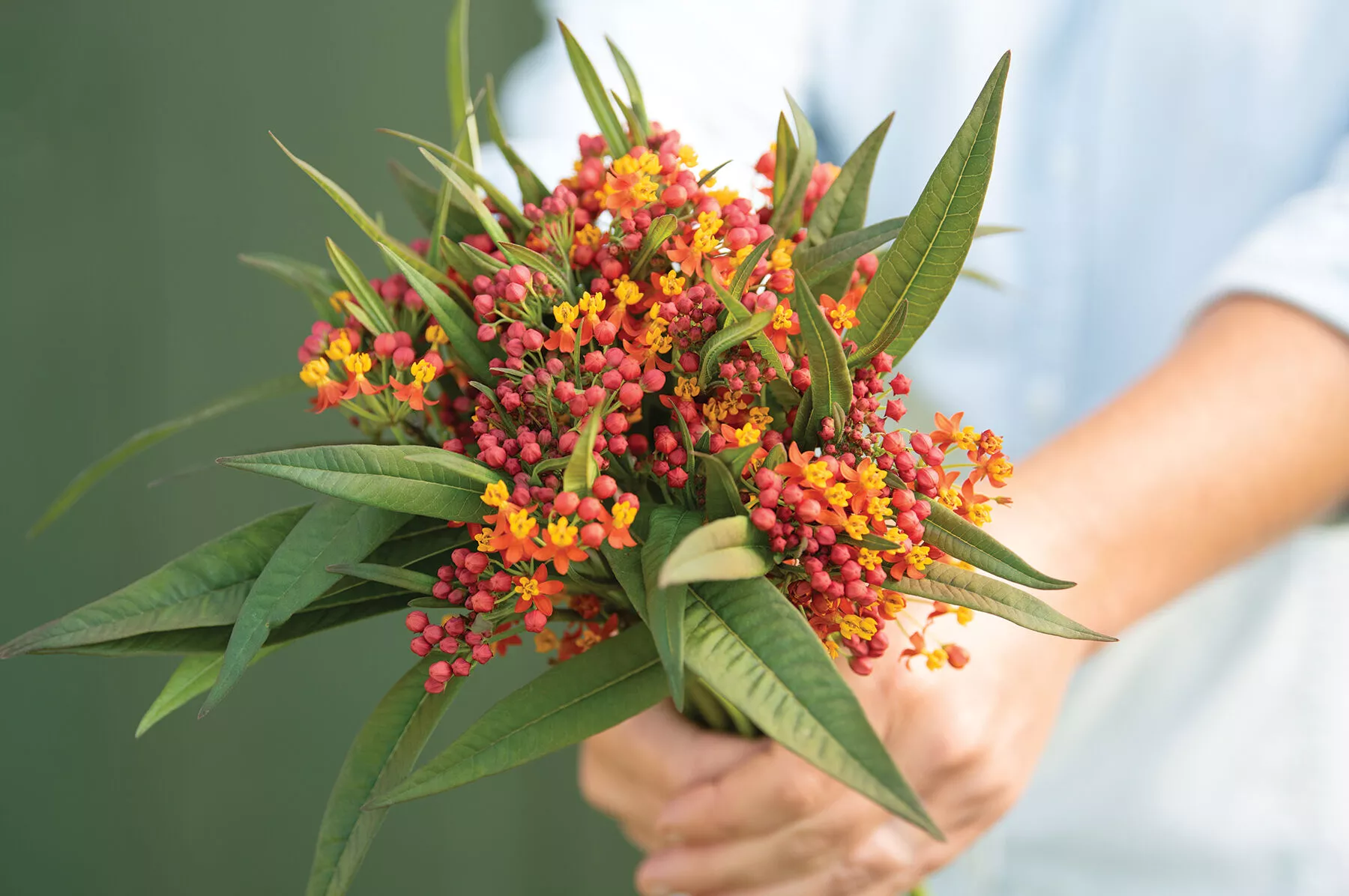 Apollo Orange Asclepias Seed