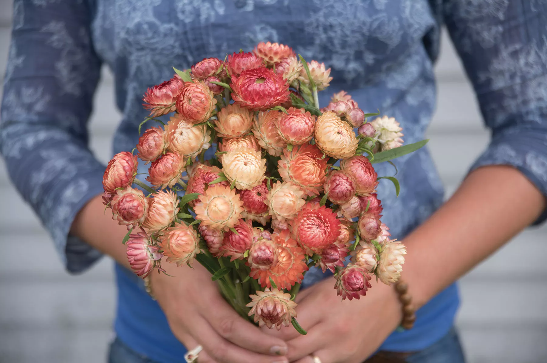 Apricot/Peach Mix Organic Strawflower Seed