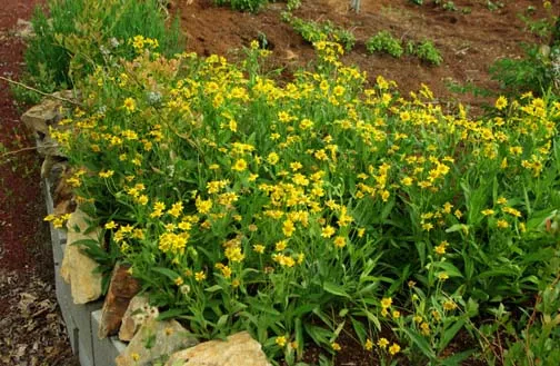 Arnica, Meadow (Arnica chamissonis) seeds, Organic