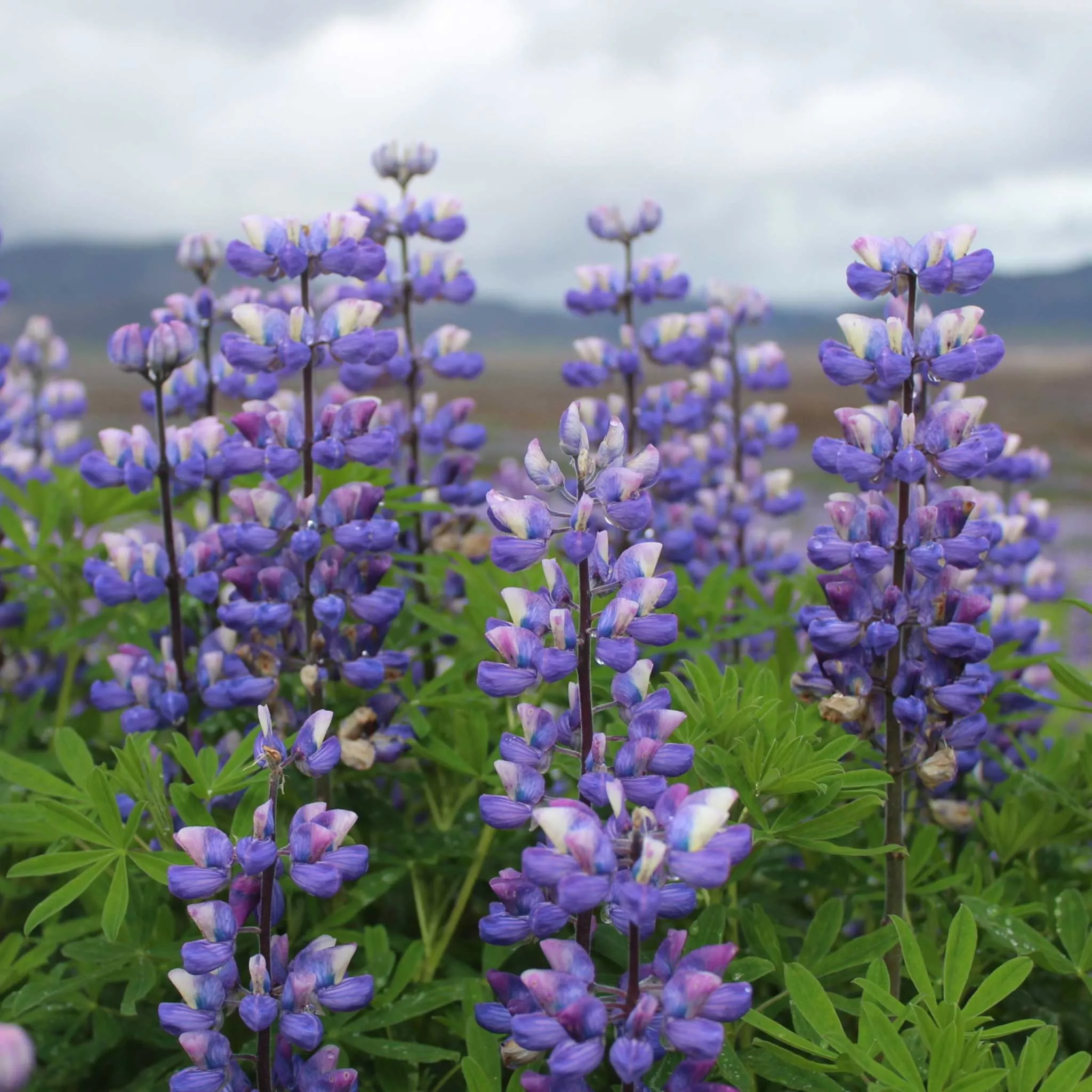 Arroyo Lupine Seeds