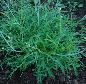 Arugula, Wild Roquette (Diplotaxis tenufolia) seeds, organic