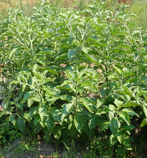 Ashwagandha, African Ecotype (Withania somnifera) potted plant, organic