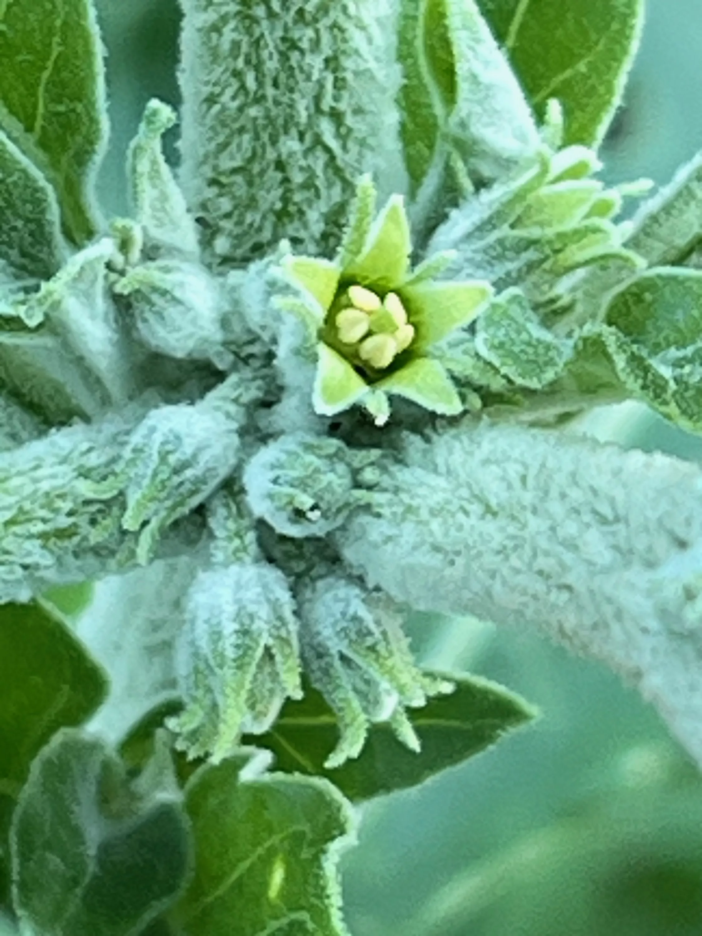 Ashwagandha, African Ecotype (Withania somnifera) seeds, organic