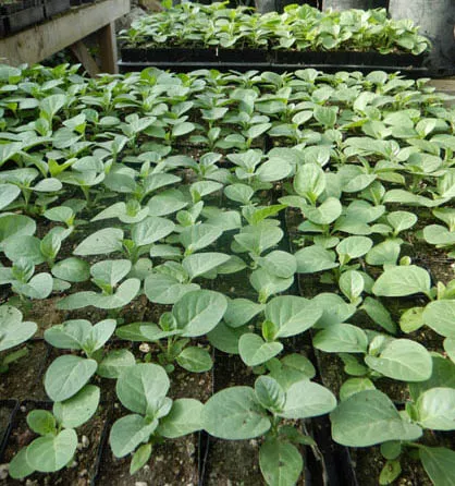 Ashwagandha, Vedic (Withania somnifera) potted plant, organic