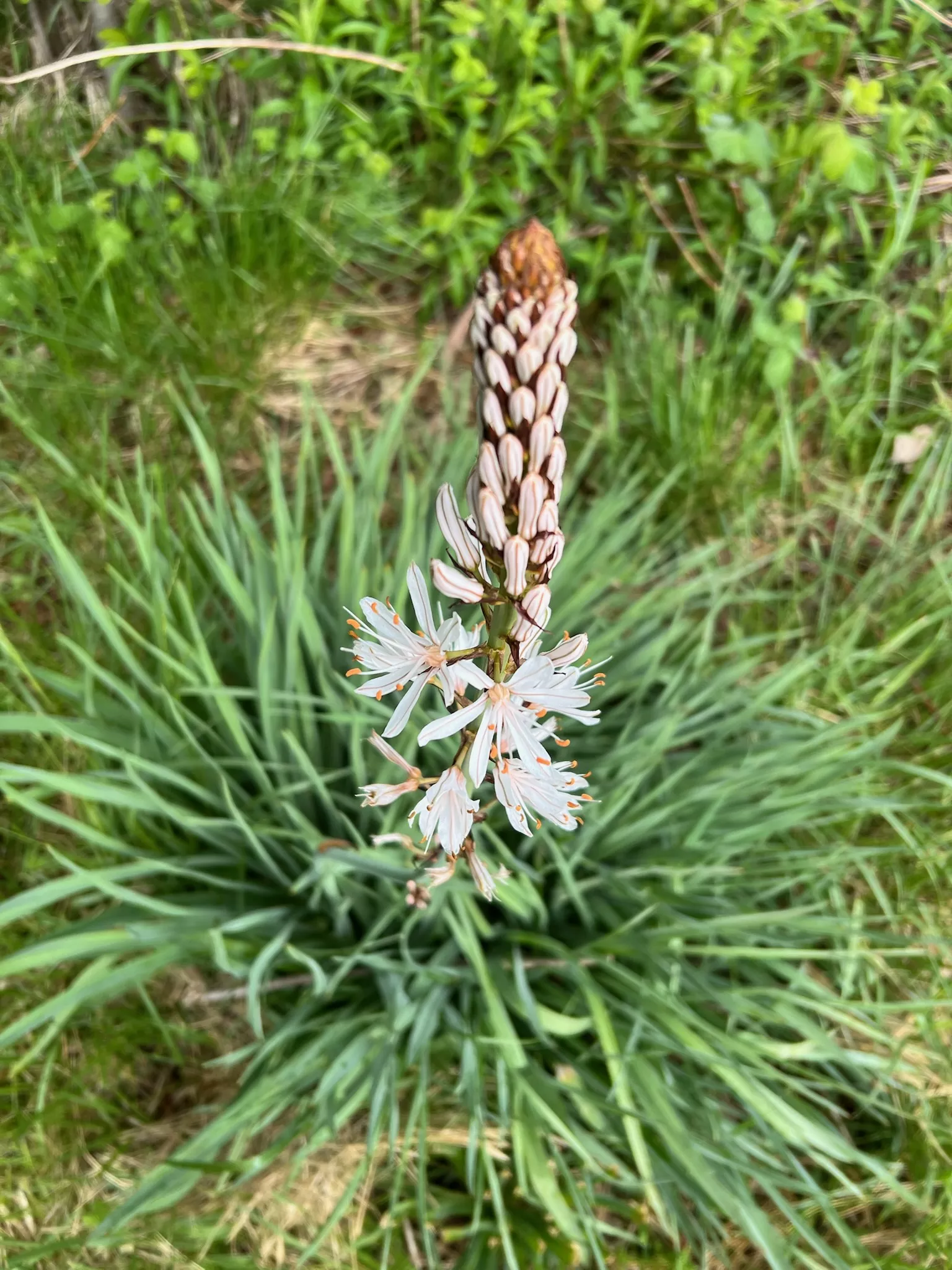 Asphodel (Asphodelus albus), packet of 10 seeds, organic