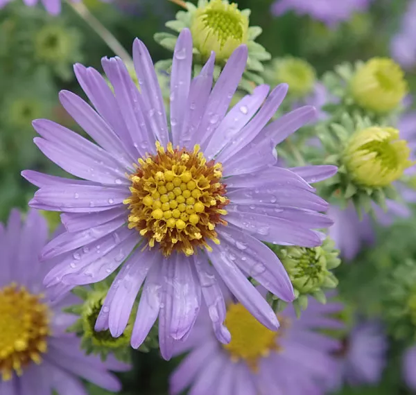Aster, Aromatic (Aster oblongifolius), packet of 100 seeds