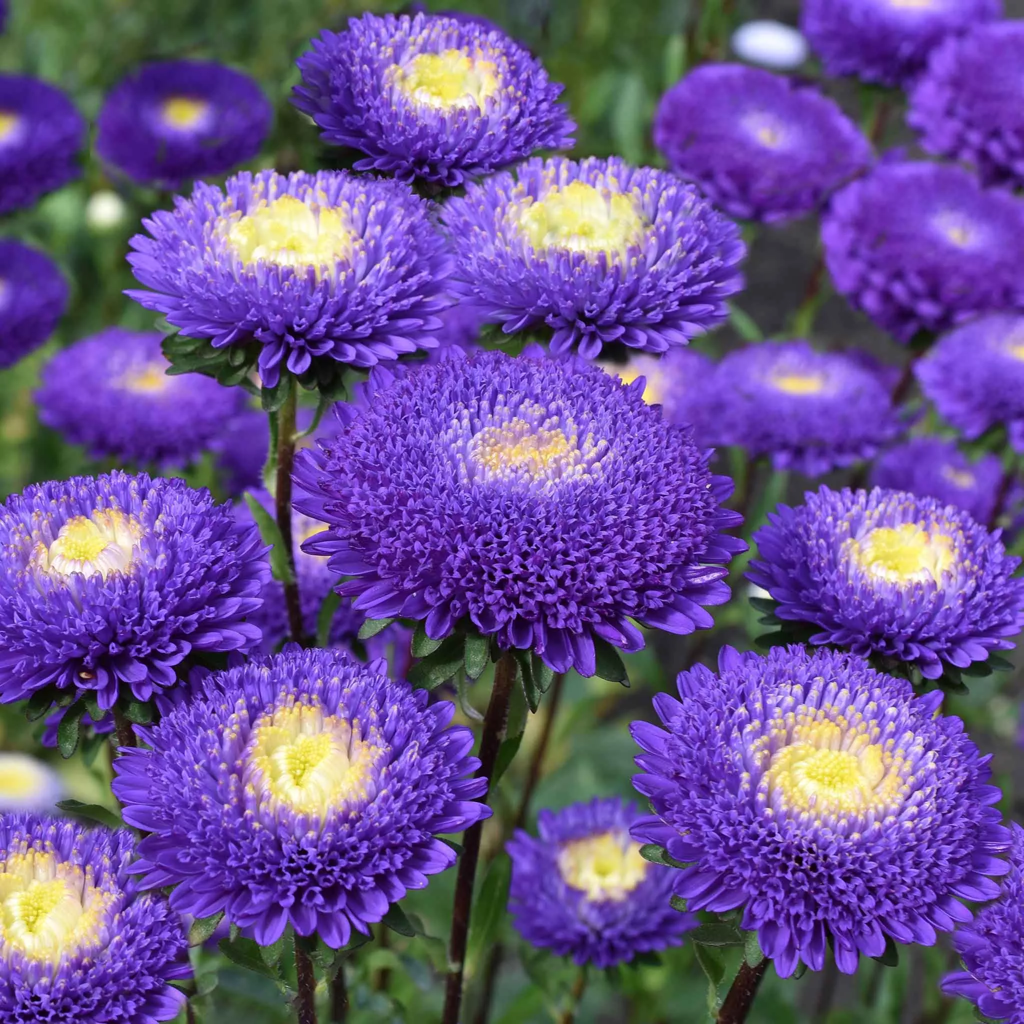 Aster Seeds - Blue and White