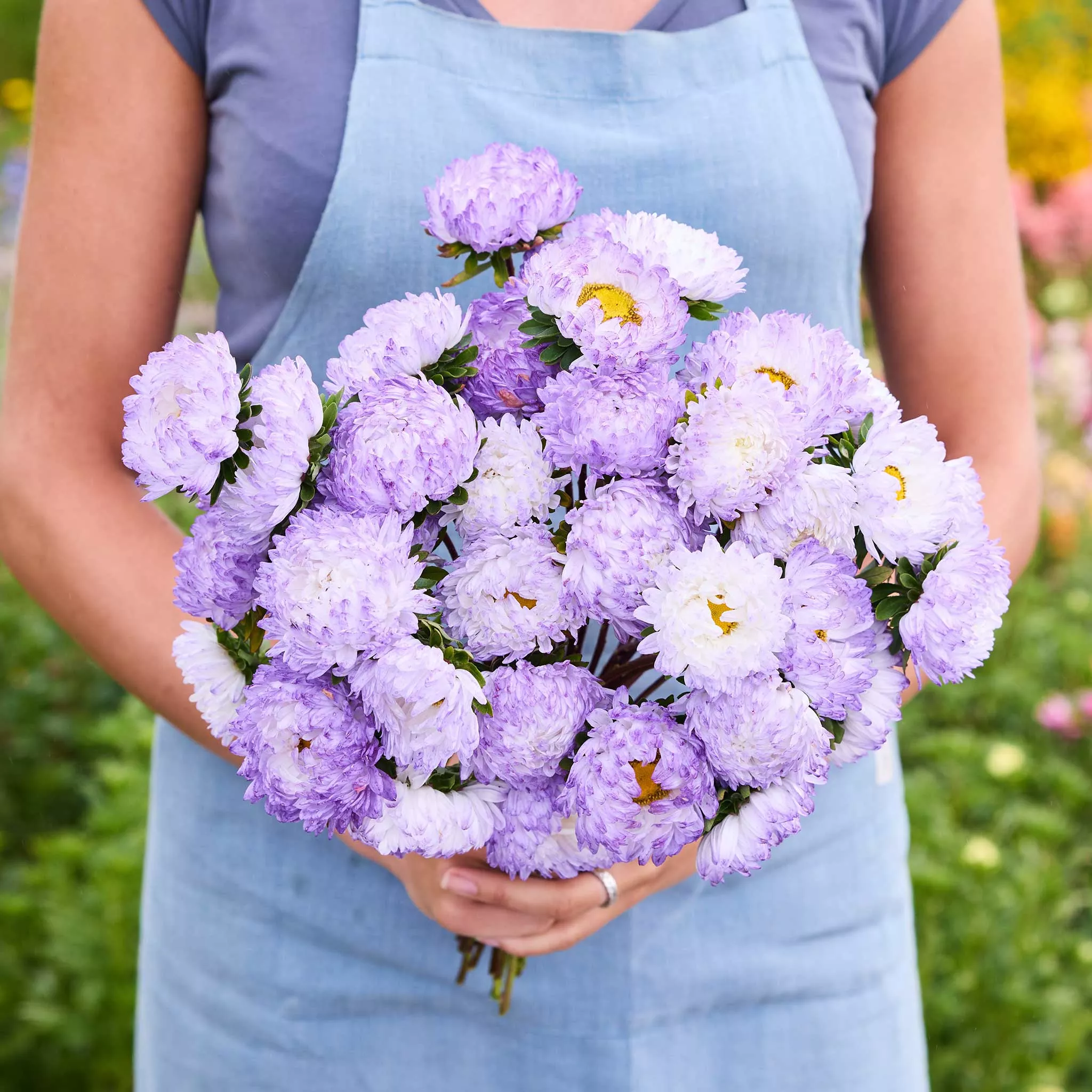 Aster Seeds - Duchess Blue White