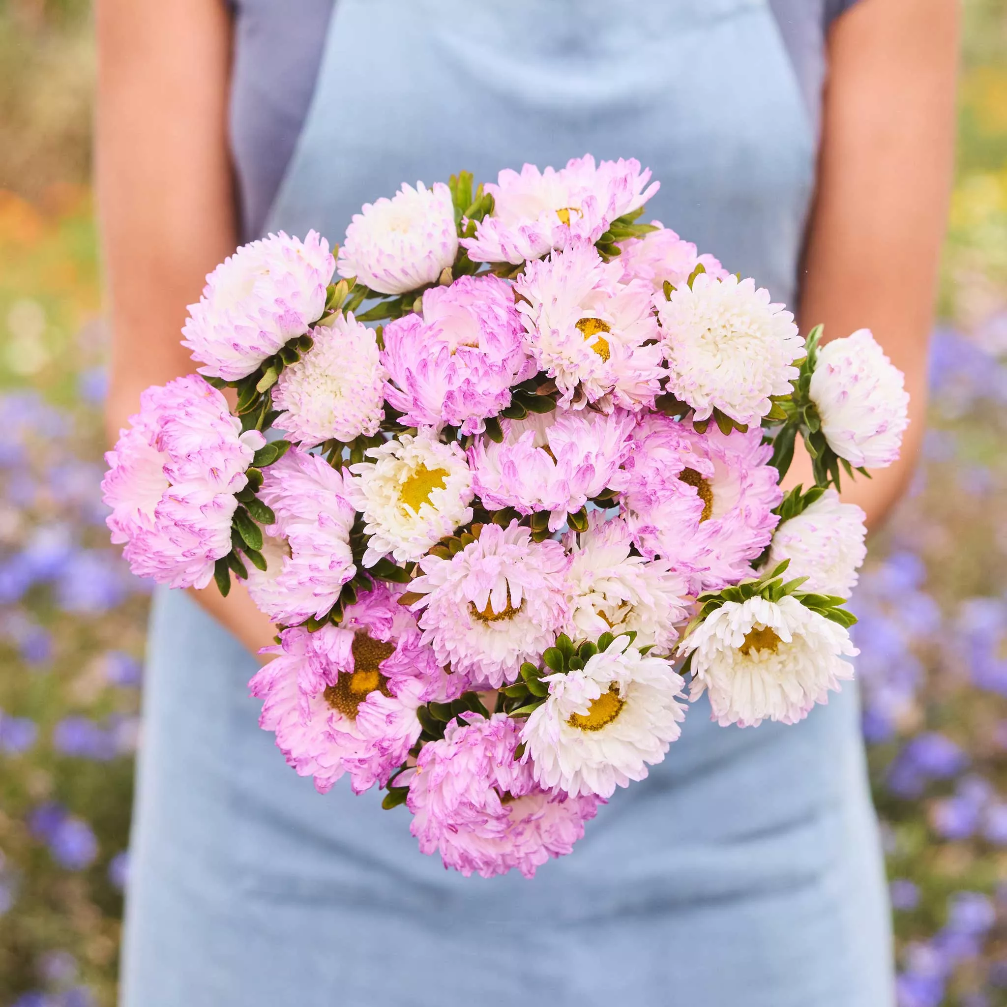 Aster Seeds - Duchess Rose White