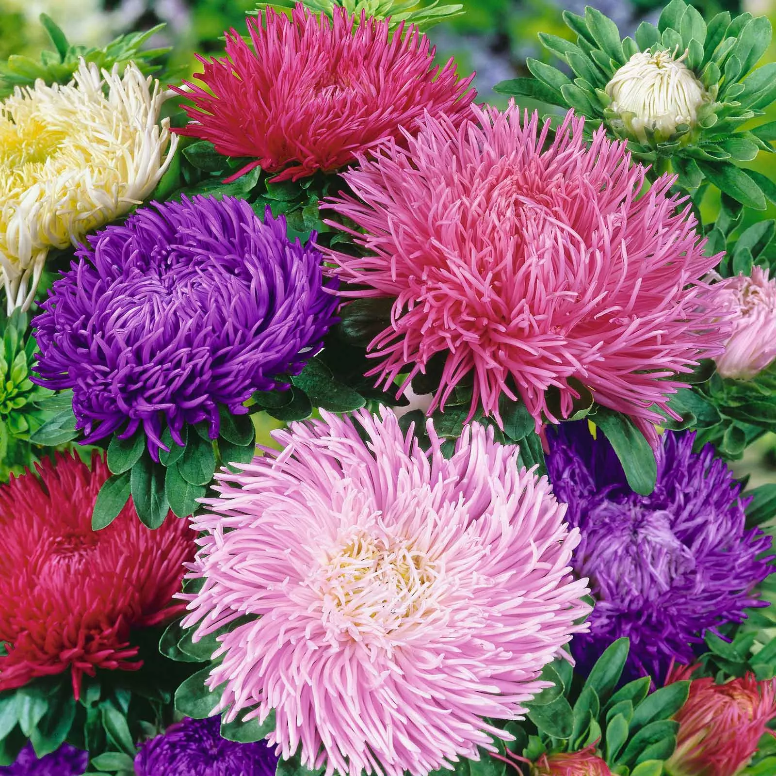 aster-seeds-gremlin-double-mix Aster Seeds - Gremlin Double Mix