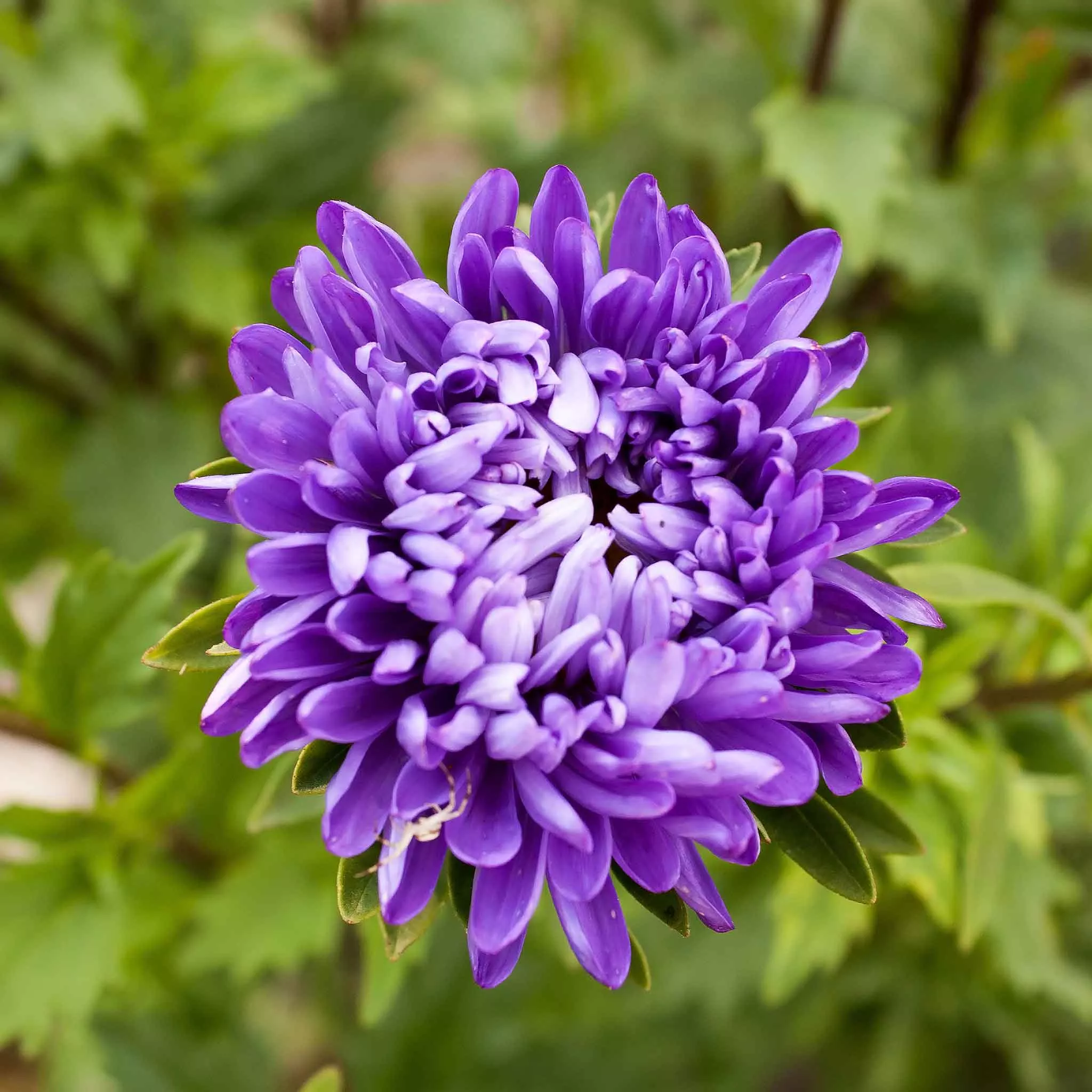 aster-seeds-jewelaster-purple Aster Seeds - Jewelaster Purple