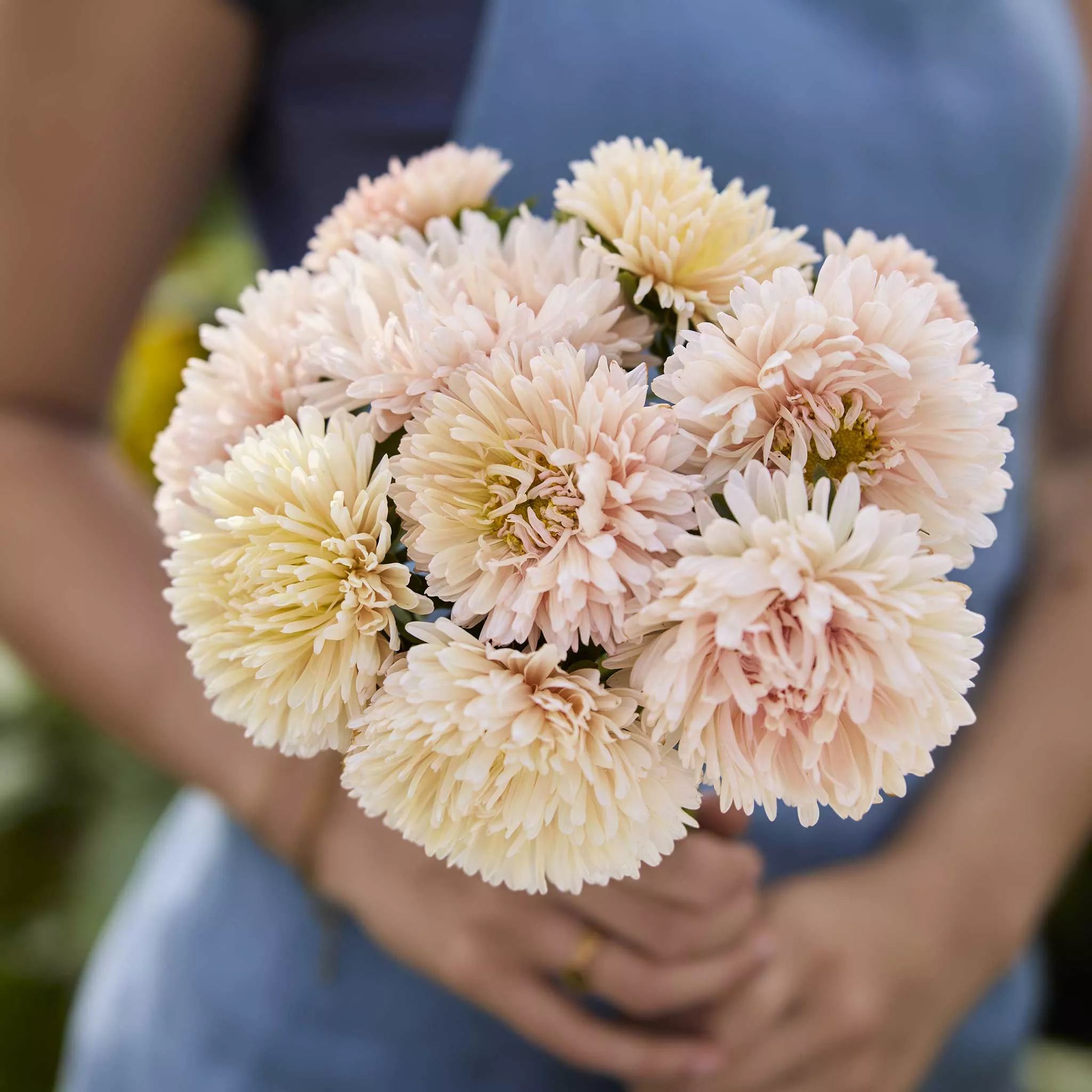 aster-seeds-king-size-apricot Aster Seeds - King Size Apricot