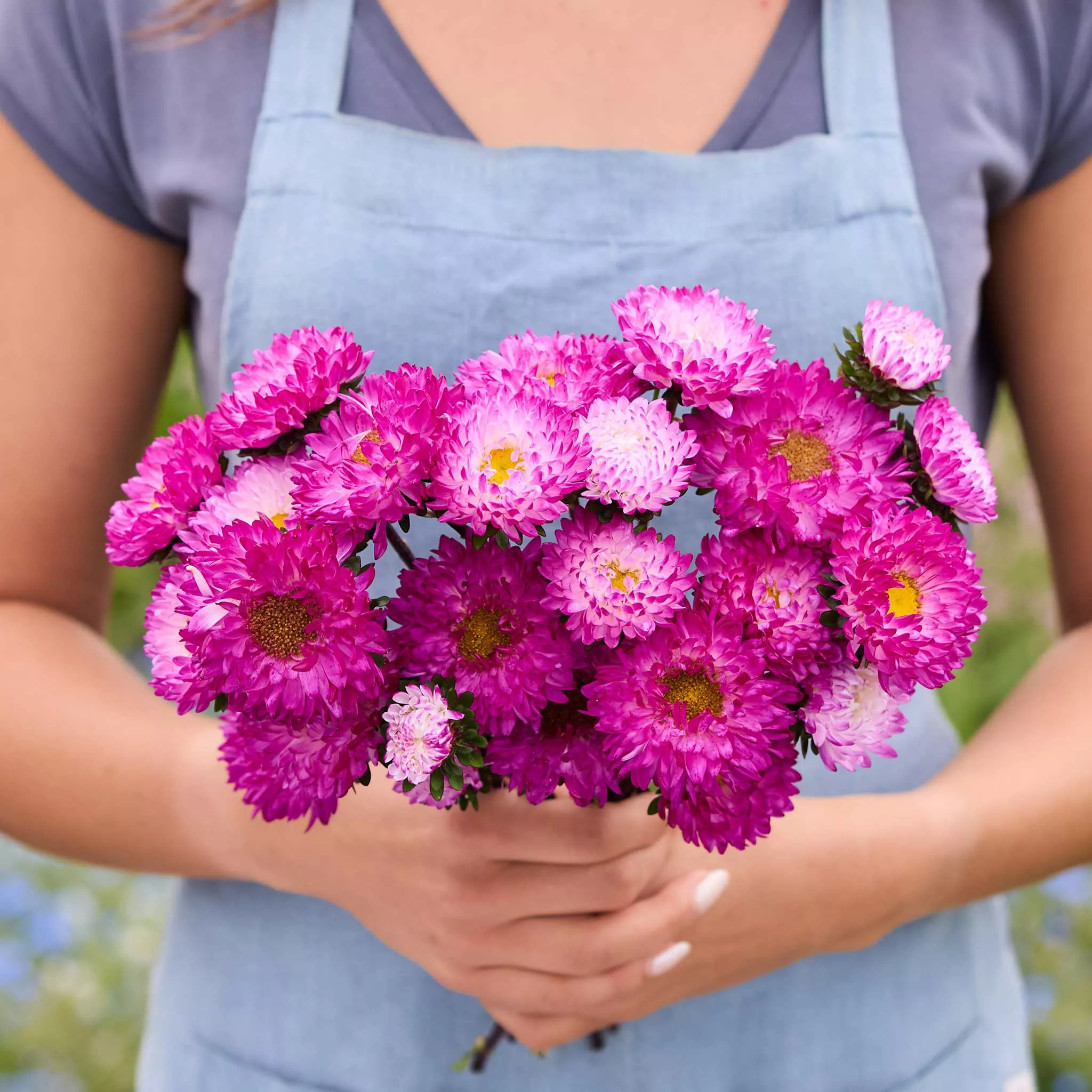 aster-seeds-matsumoto-pink-tipped-white Aster Seeds - Matsumoto Pink Tipped White