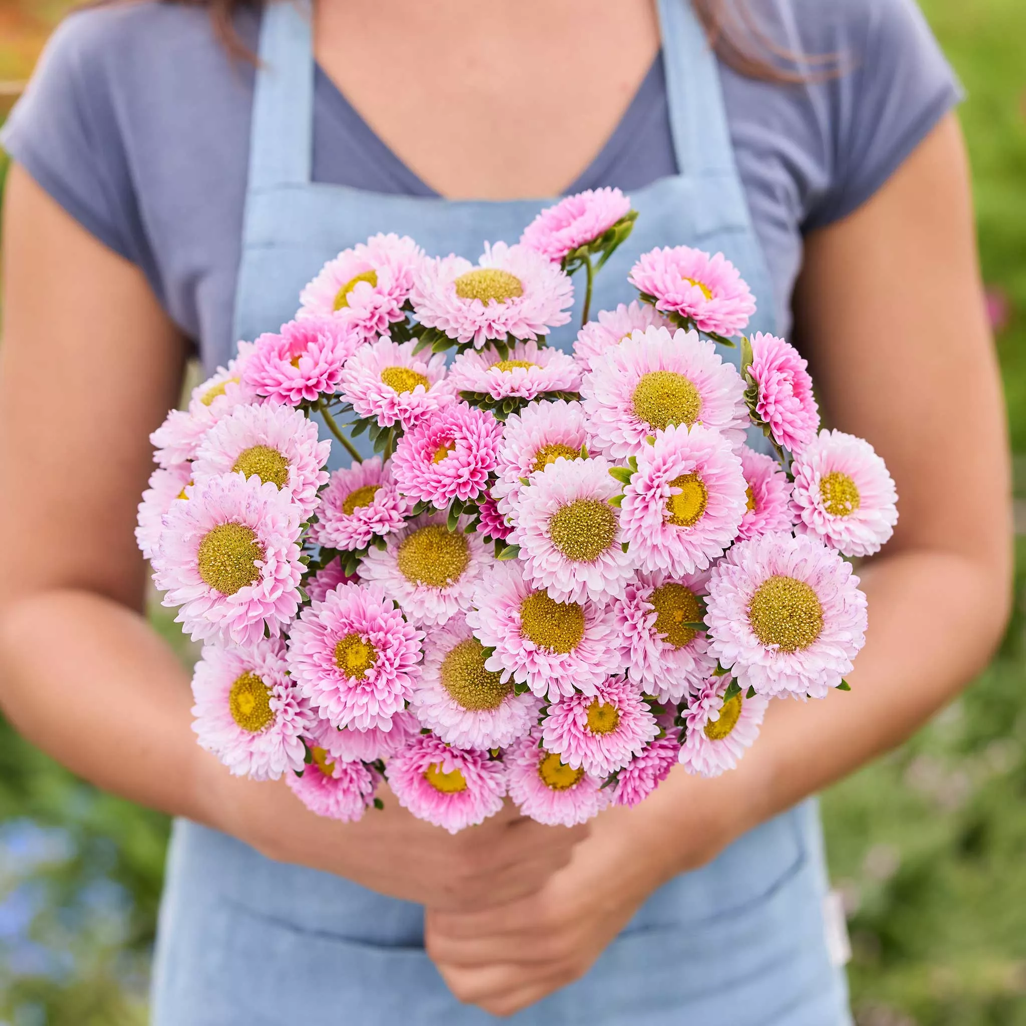 aster-seeds-matsumoto-pink Aster Seeds - Matsumoto Pink
