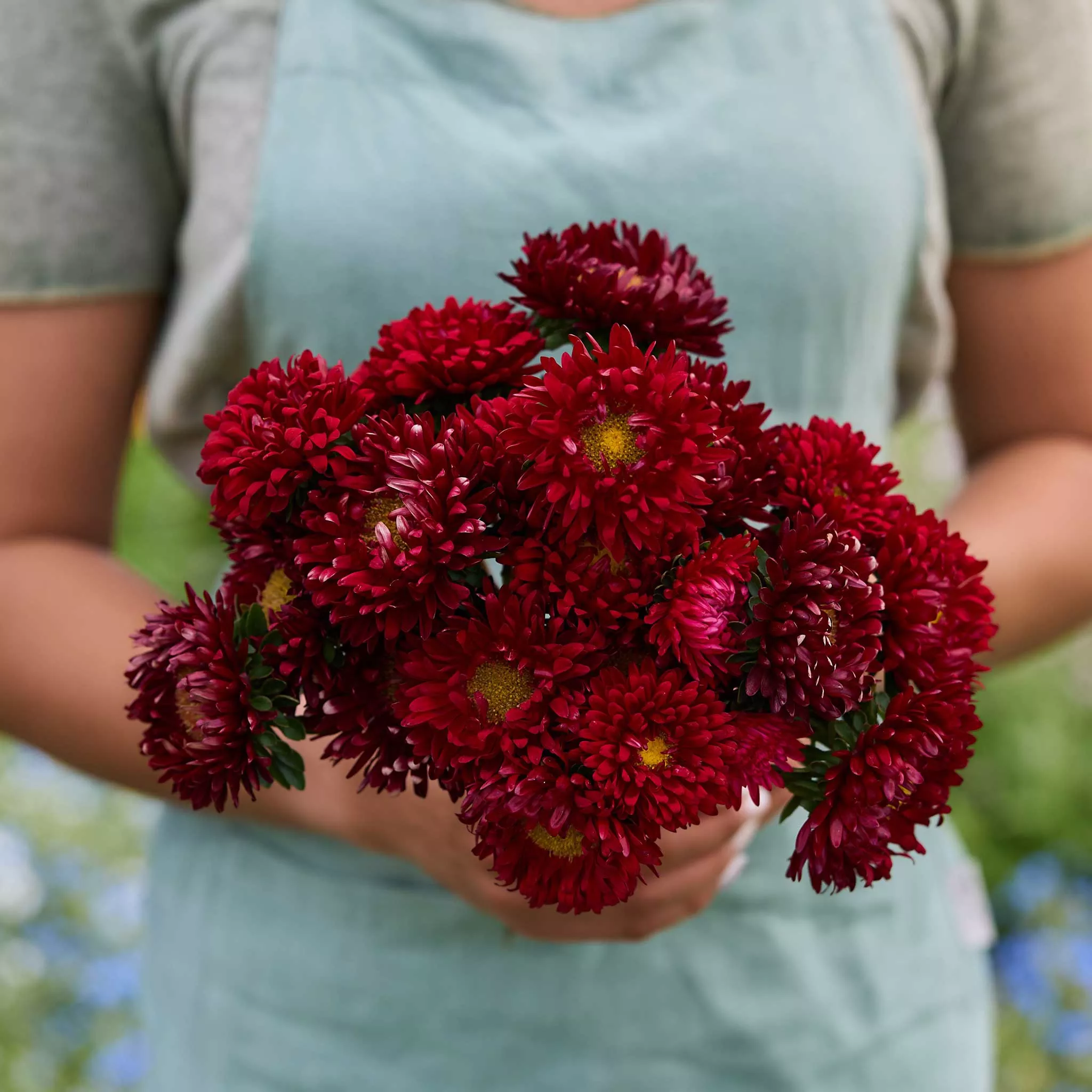 aster-seeds-matsumoto-scarlet Aster Seeds - Matsumoto Scarlet