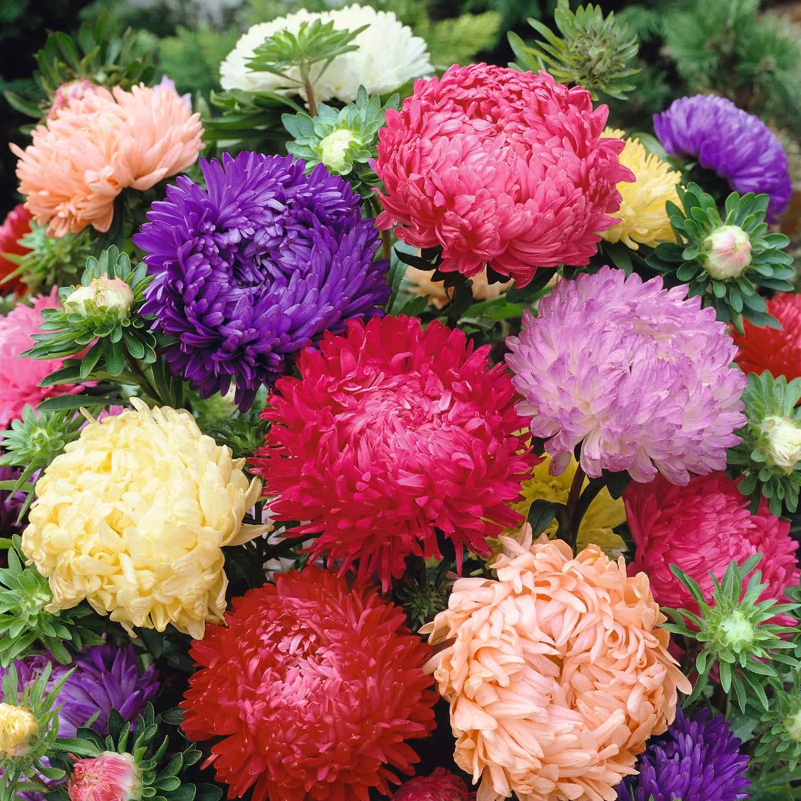 aster-seeds-mix Aster Seeds - Mix