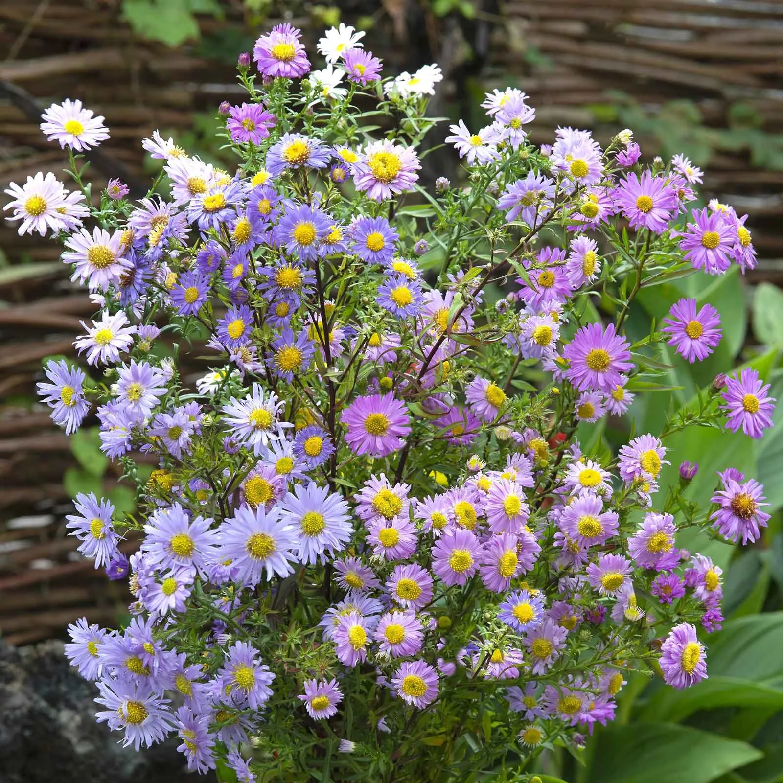 aster-seeds-new-hybrids Aster Seeds - New Hybrids