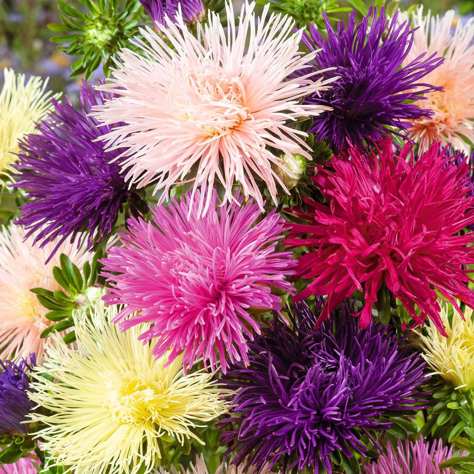 aster-seeds-nova-mix Aster Seeds - Nova Mix