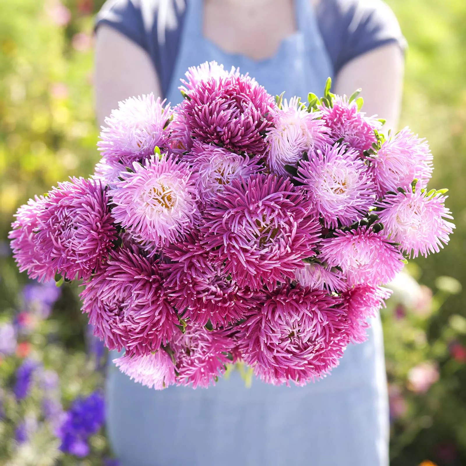 aster-seeds-pavlova-white-lilac Aster Seeds - Pavlova White-Lilac