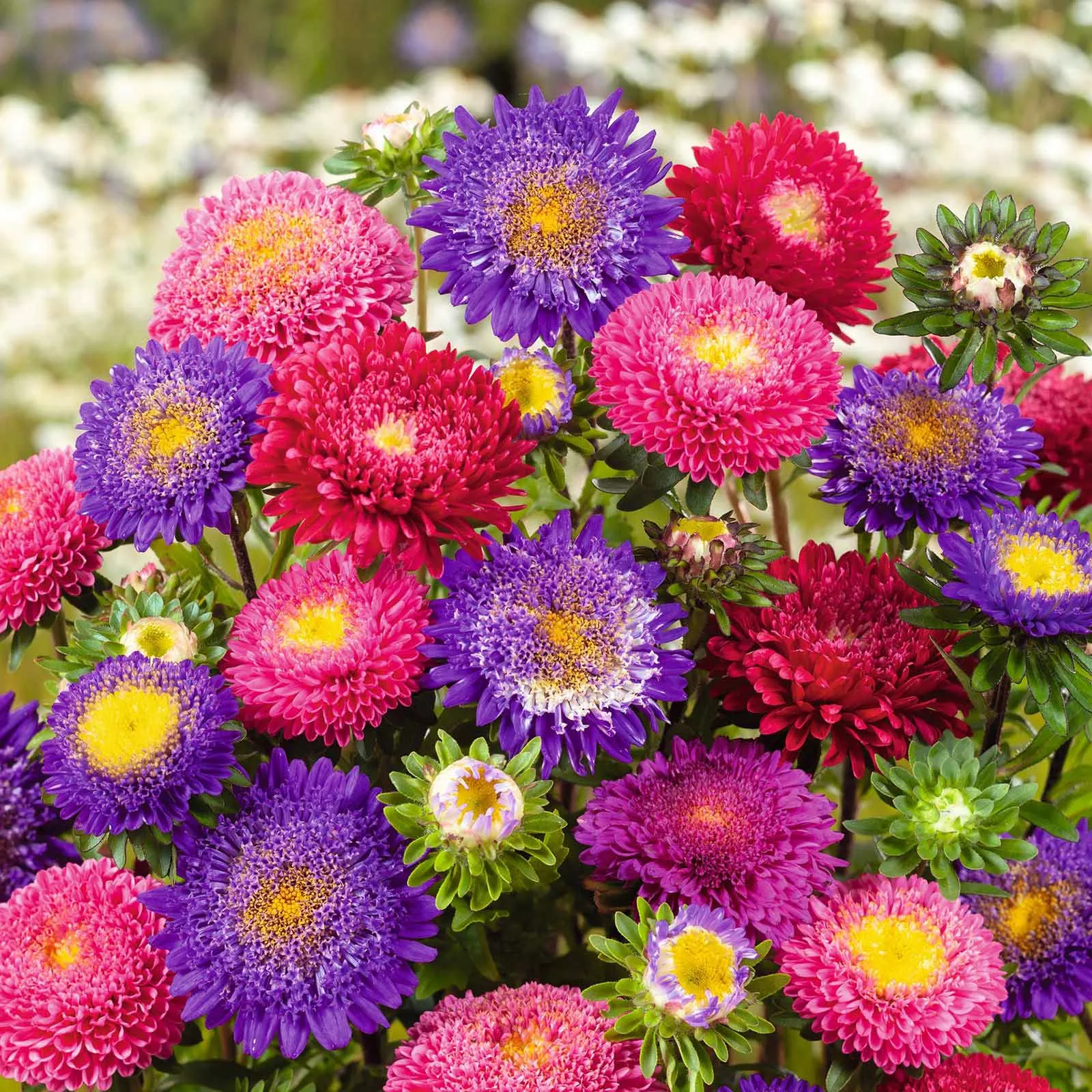 aster-seeds-rubens-mix Aster Seeds - Rubens Mix